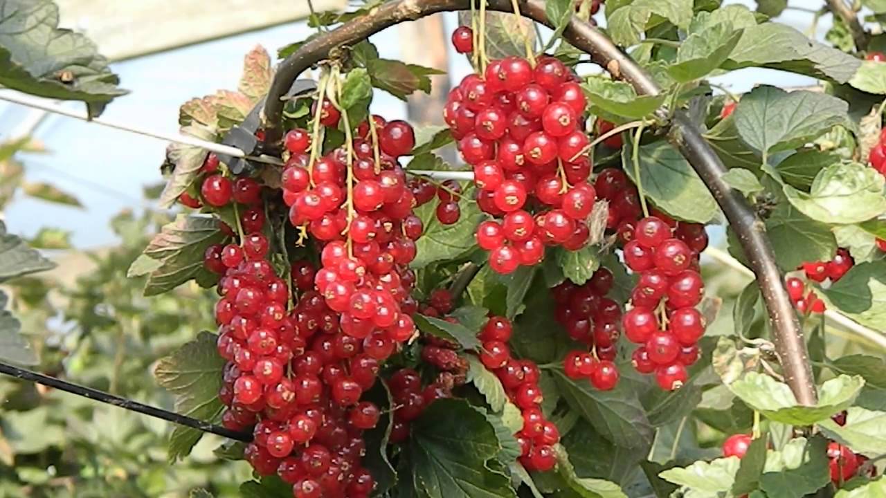 Ribes rubrum 'Rovada'