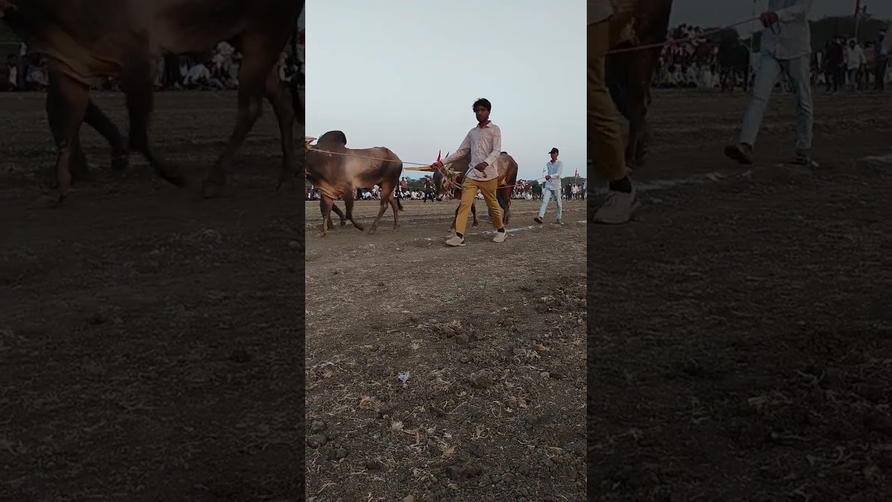 Neemgaon pat me aye sabhi bail #dod preami mp 47