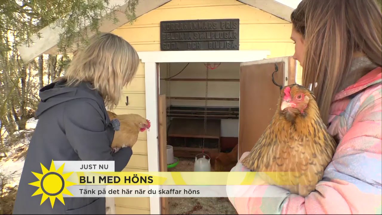 Tips för dig som ska skaffa höns - Nyhetsmorgon (TV4)
