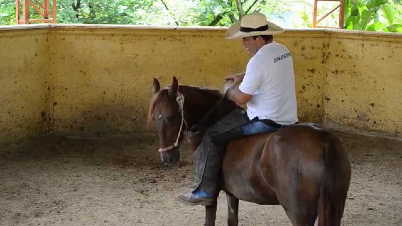 Doma de Potros de 27 meses en adelante (Tercera Parte) FULL HD