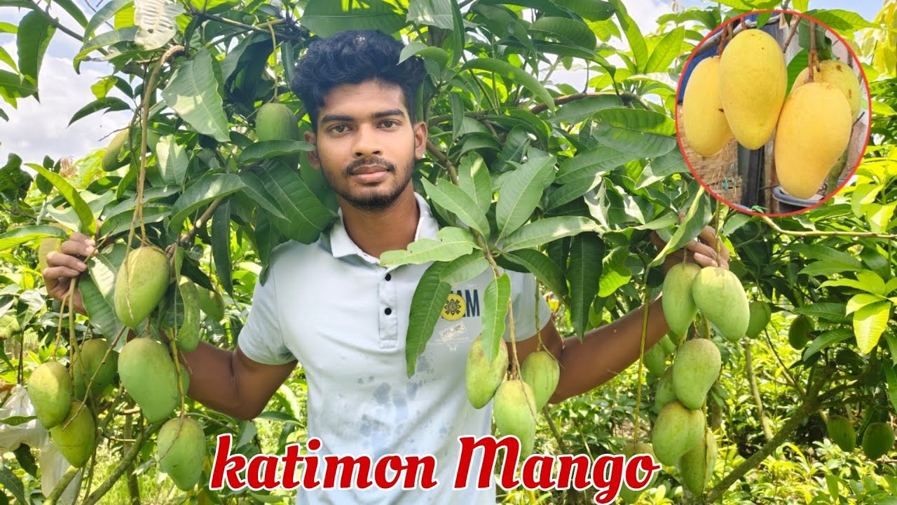 Thai all time katimon Mango plant | Katimon Mango farming