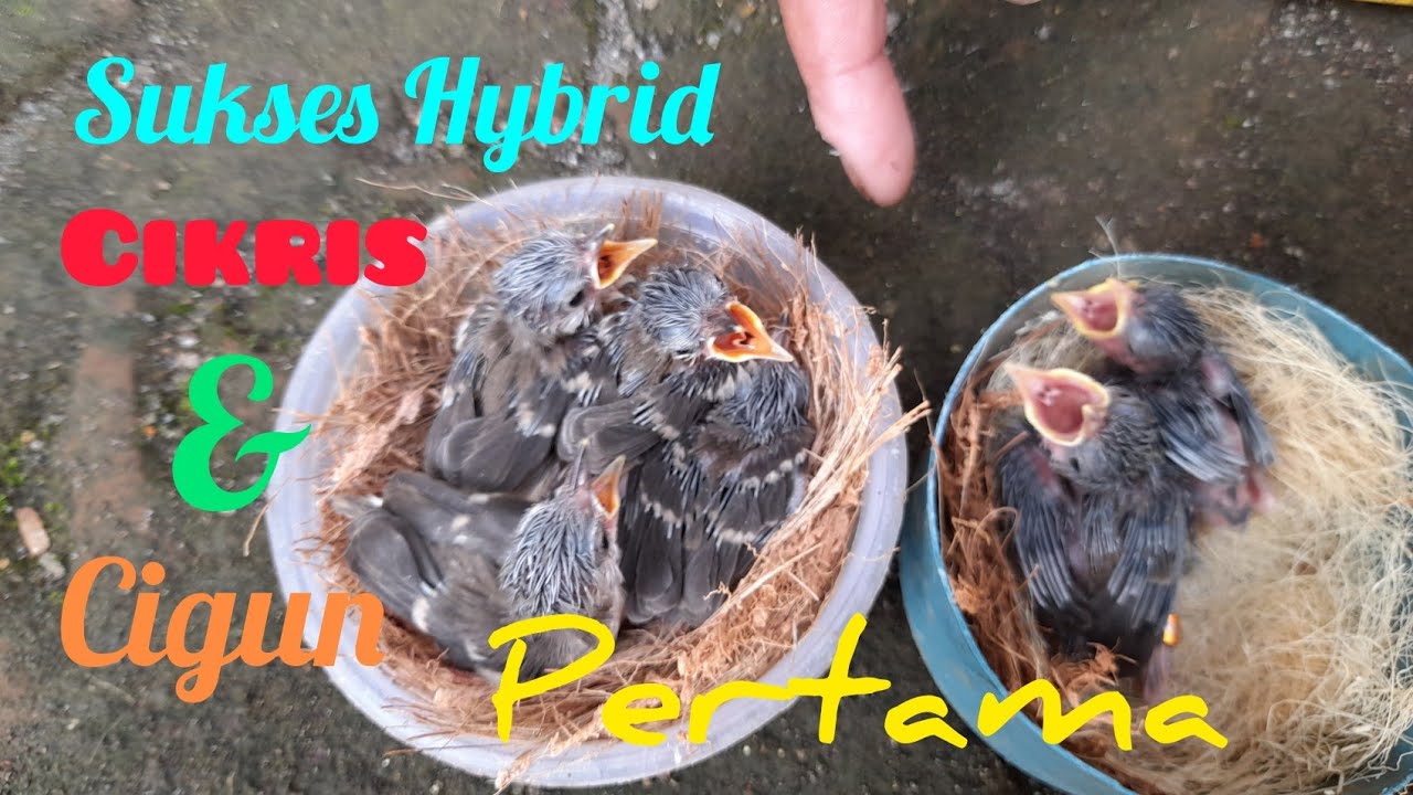Sukses Hybrid Cikris dg Cigun Panen Perdana