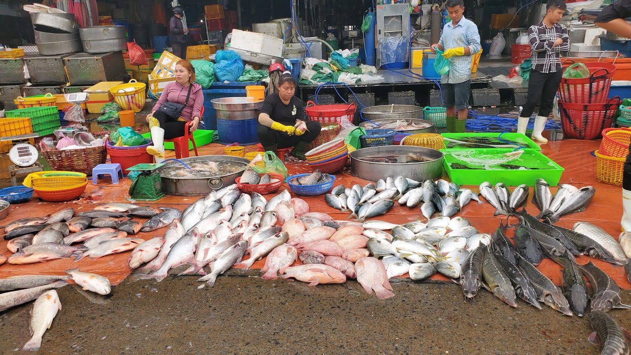 Chợ đầu mối bình điền sáng thứ ba cá linh 50k cá bóng mú 40k cá chốt 40k cá rô bí 20k 