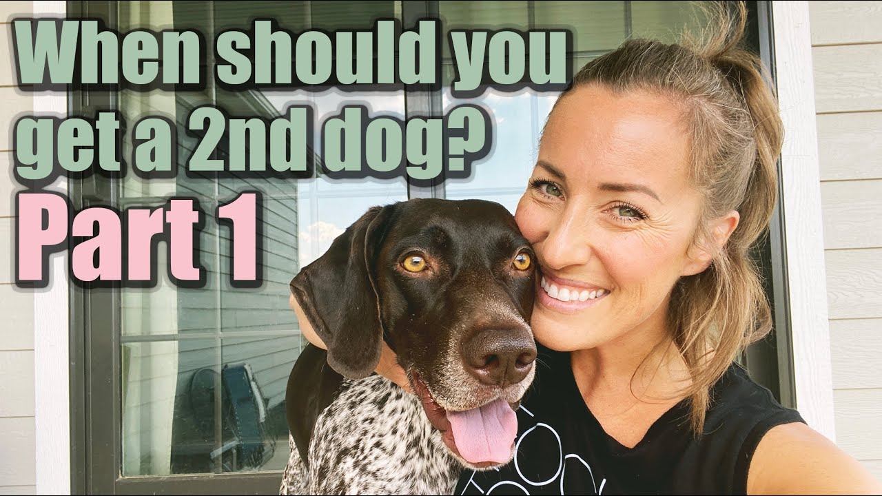 When should you get a 2nd dog?