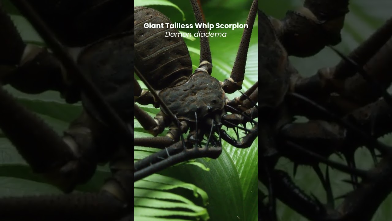 Giant Tailless Whip Scorpion