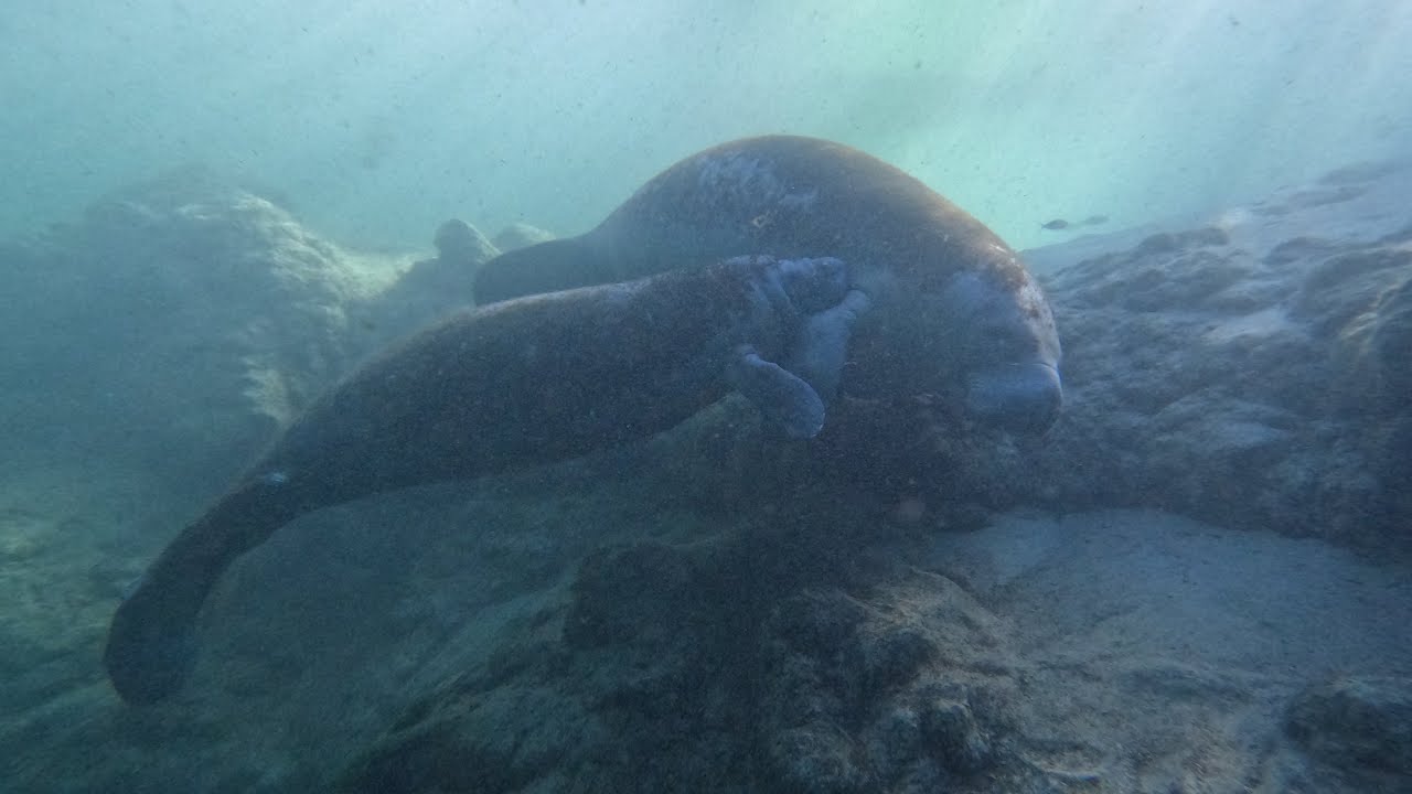 Free diving with Manatees at Hospital Hole off the Weeki Wachee River
