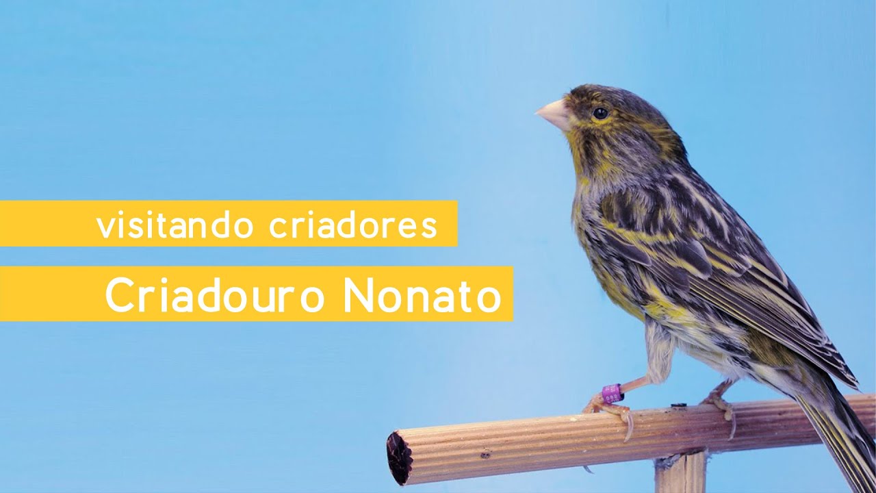 Visitando Criadores - Criadouro Nonato - Canários de Cor das séries Negro Mogno e Canela Mogno