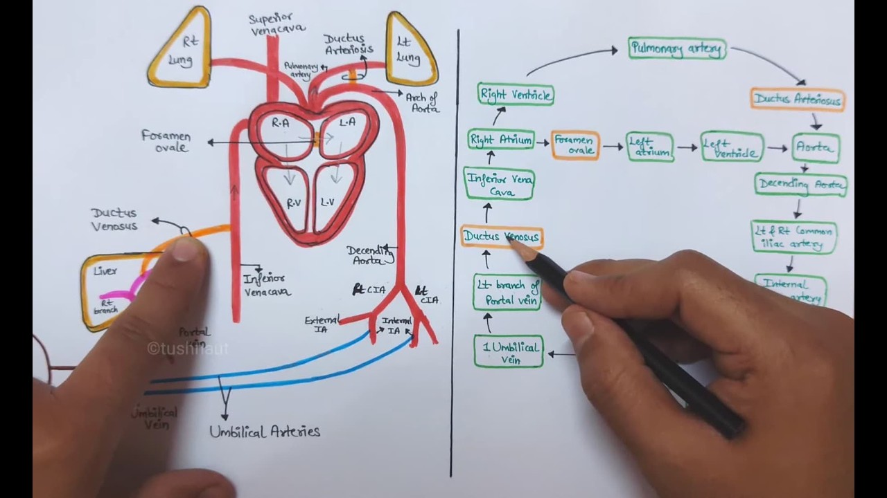 Fetal circulation in hindi