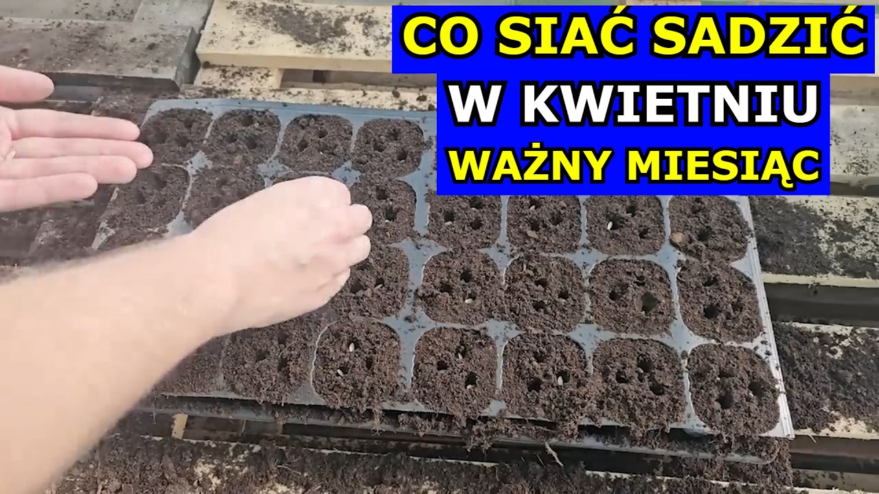 Wysiej w Kwietniu te Warzywa. Ważny Miesiąc. Co siać sadzić w Kwietniu. Kiedy siewy Og&oacute;rk&oacute;w, Marchwi