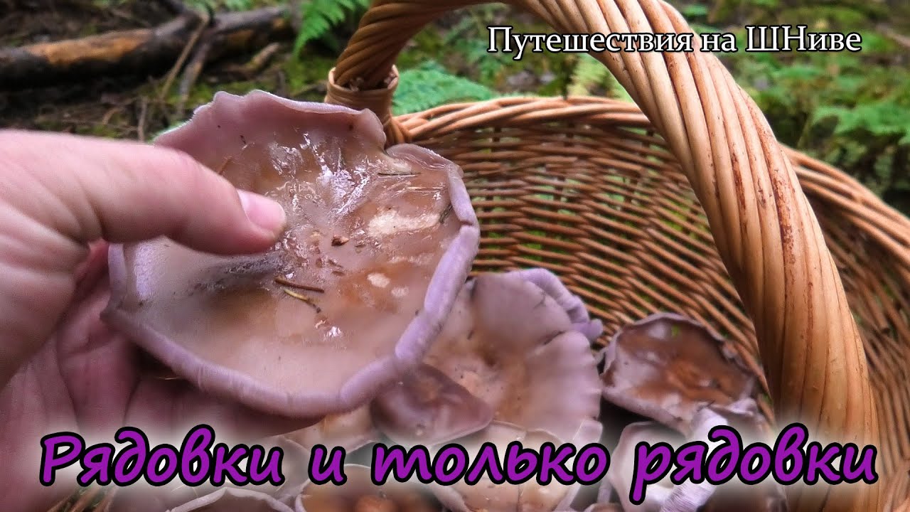 Ступинский, 16 октября. Фиолетовые и больше ничего.