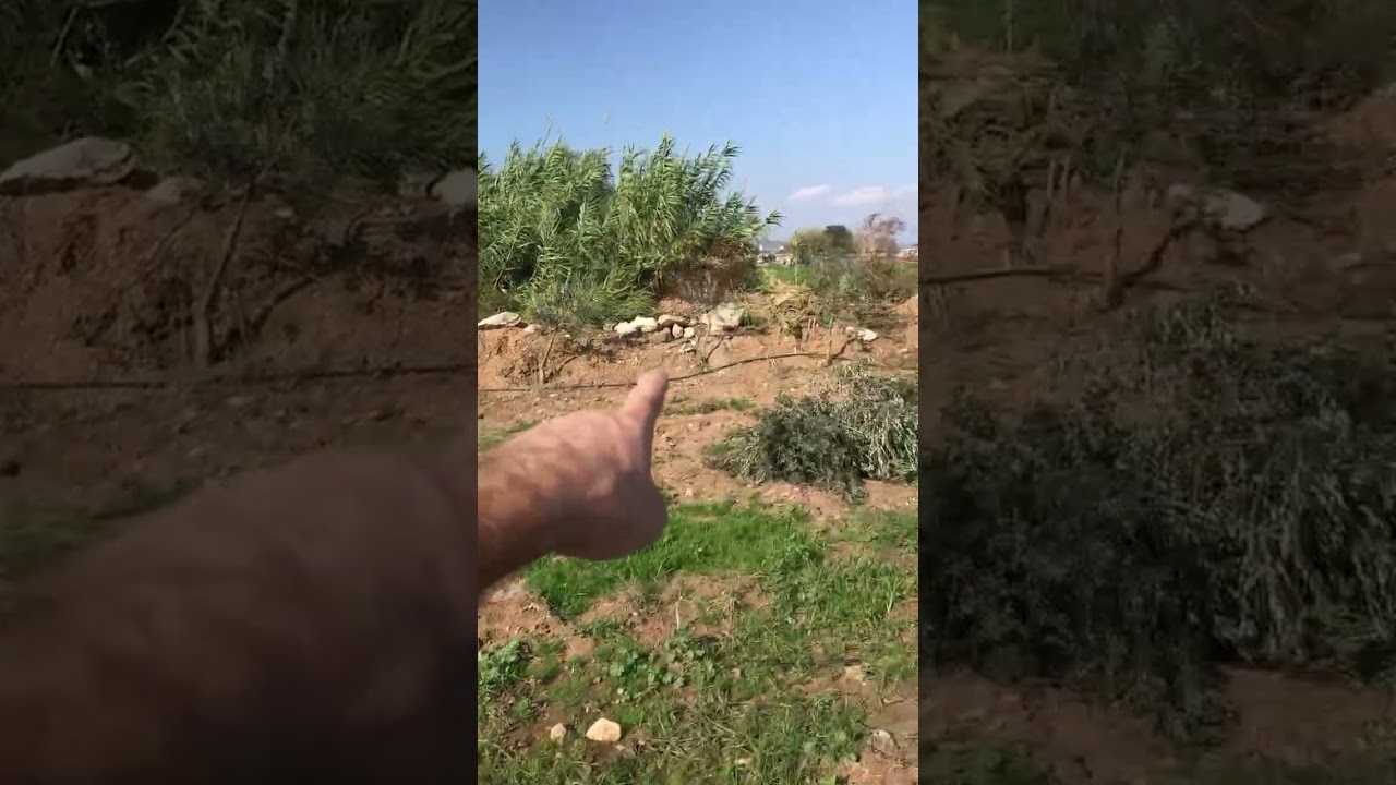 Gemlik fidanları 2-3 yaşında 600 adet şekil budaması : tekleme dip temizliği tepe vurumu