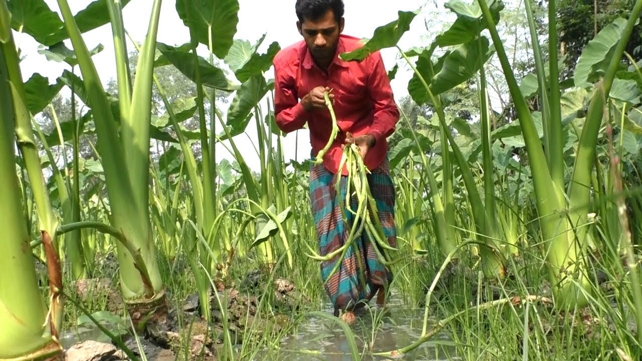 কচুর লতি চাষ করে মাসে ৮০০০০ টাকা আয় করেন ৪ বিঘা জমিতে আব্দুল গফ্ফার - Agriculture in Bangladesh