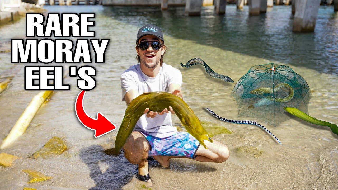 FISH TRAP Catches TONS Of MORAY EELS For Aquarium!