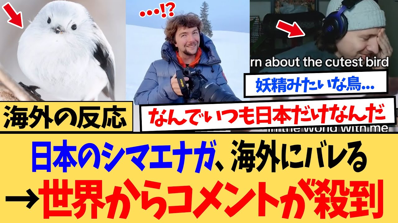 【海外の反応】真冬の北海道にいるシマエナガ世界にバレる！→世界中からずるすぎるとコメントが殺到ｗｗ