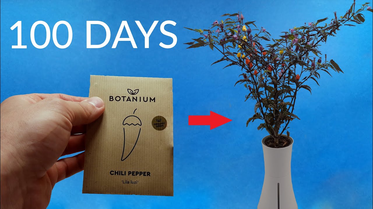 HYDROPONIC CHILI PEPPER Time-lapse