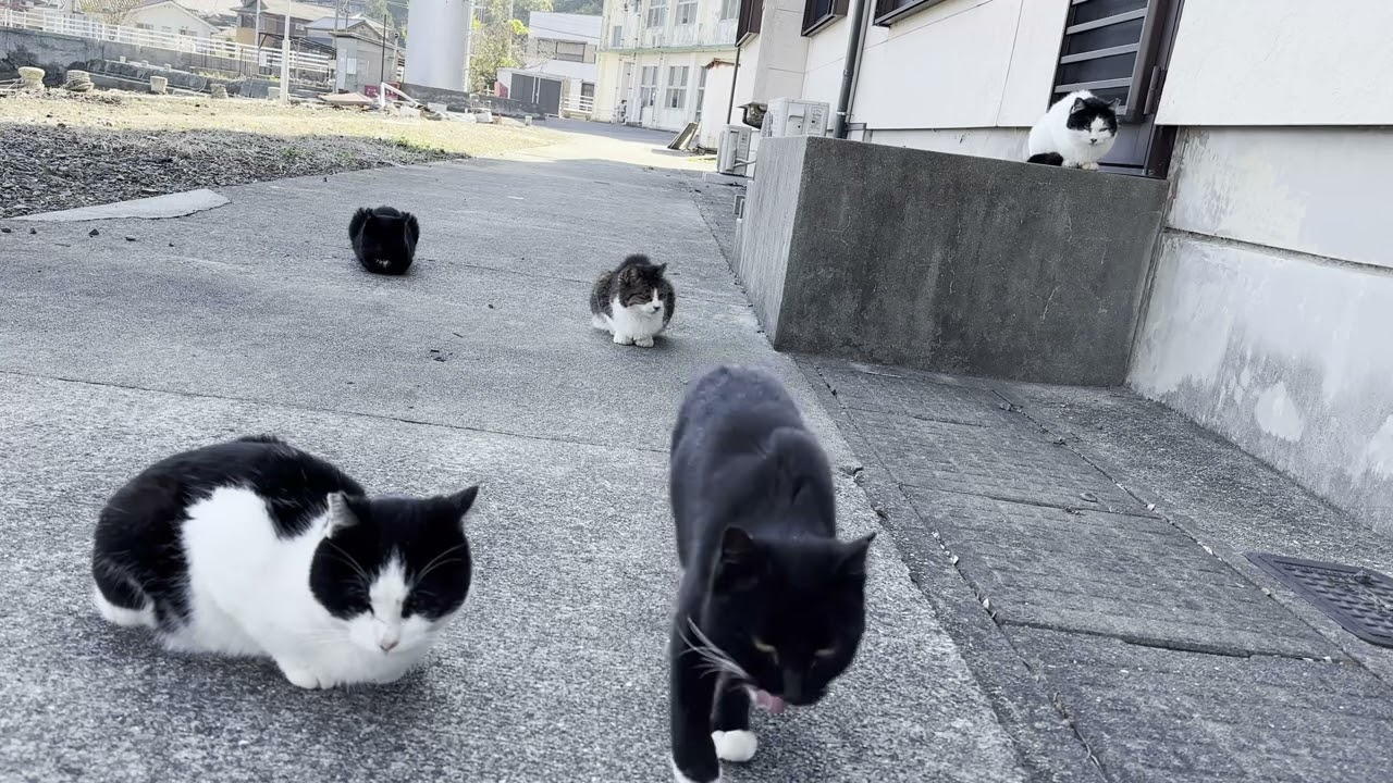 猪木原島の役所広場にいた猫さんたち27