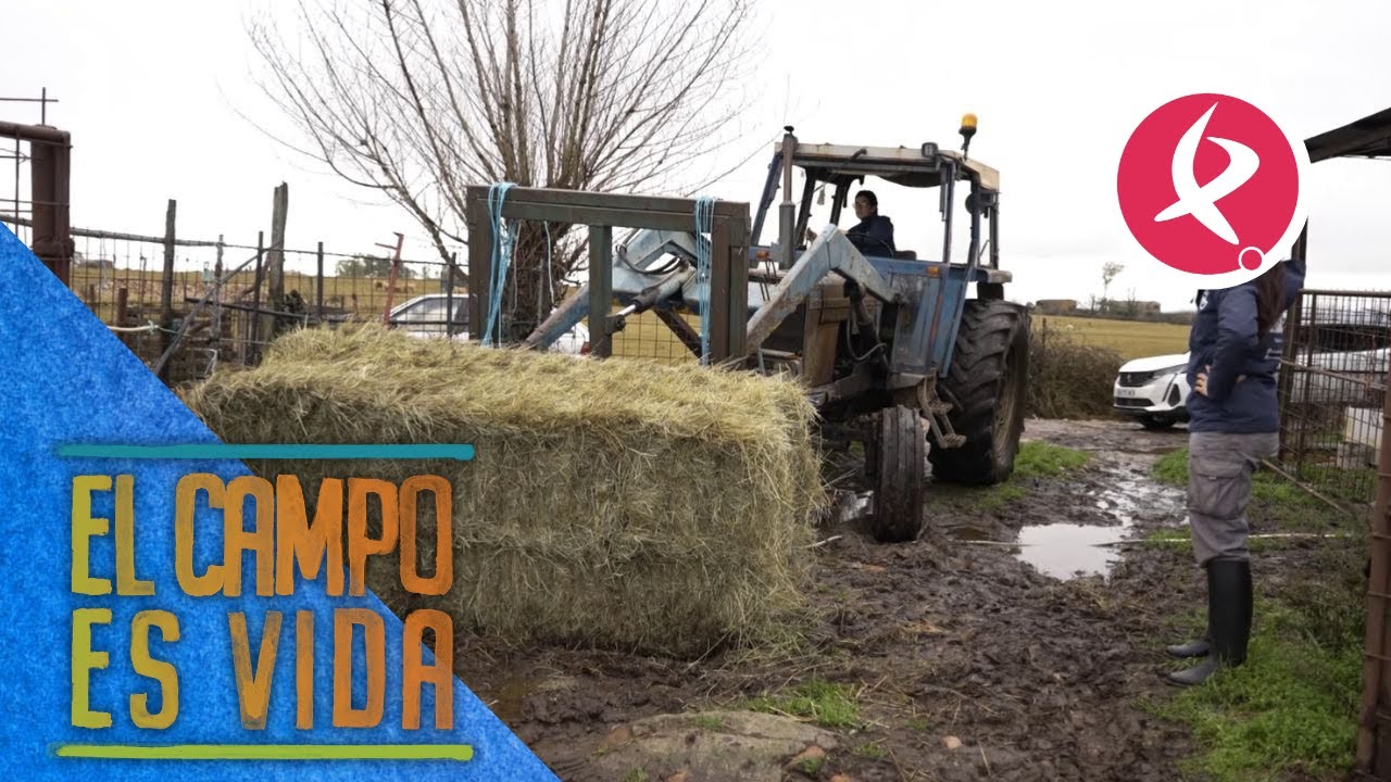 Isabel y Lidia tienen un imprevisto para cargar la alpaca | El campo es vida