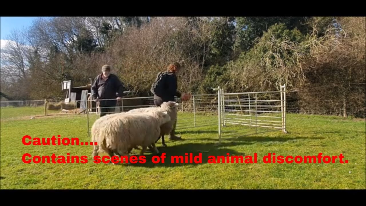 Ear Tagging Sheep - A beginners guide to tagging sheep
