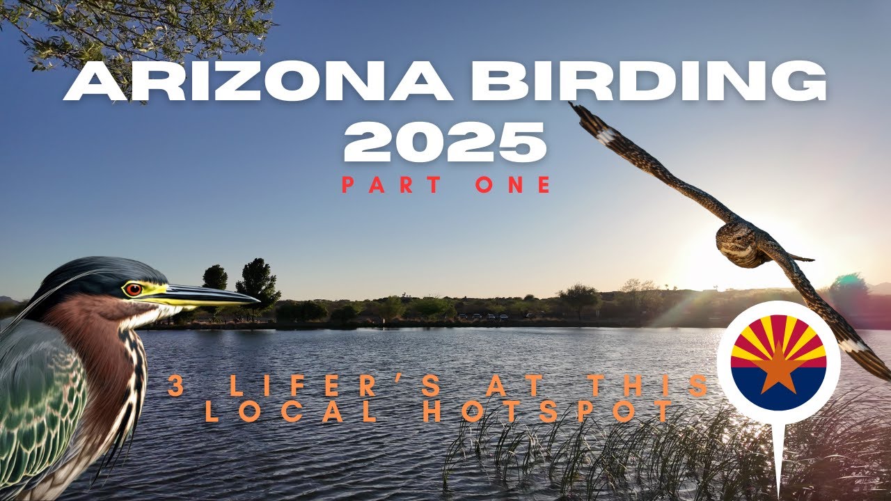 Southern Arizona Birding 2025 | 3 Crazy Lifer's in One Small Hotspot!