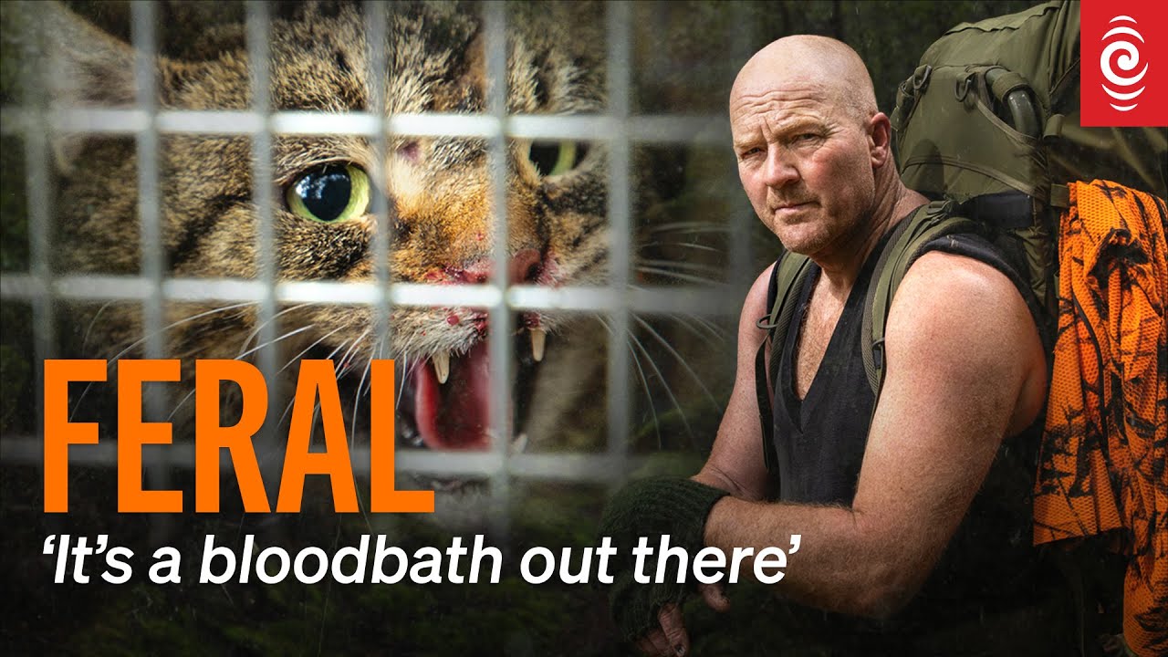 'Utter killing machines': Fiordland's feral cat crisis | RNZ