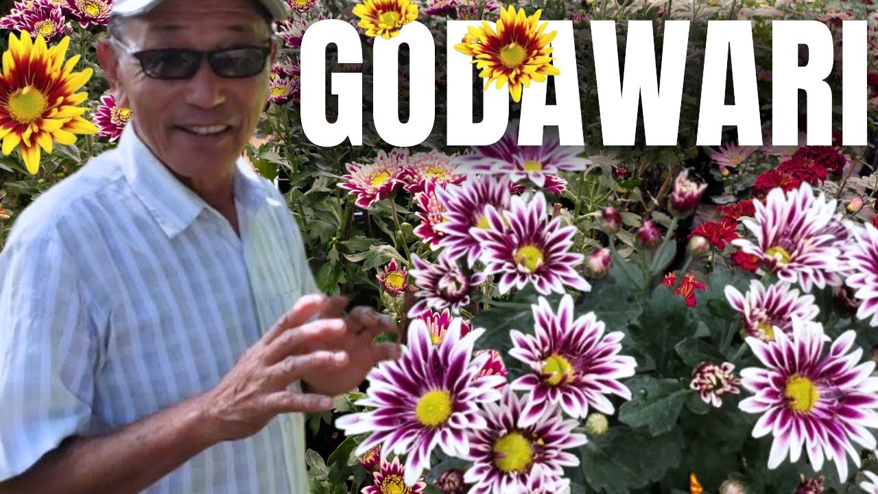 Godawari (Chrysanthemum) Flower – Symbol of Dashain & Tihar Festivities
