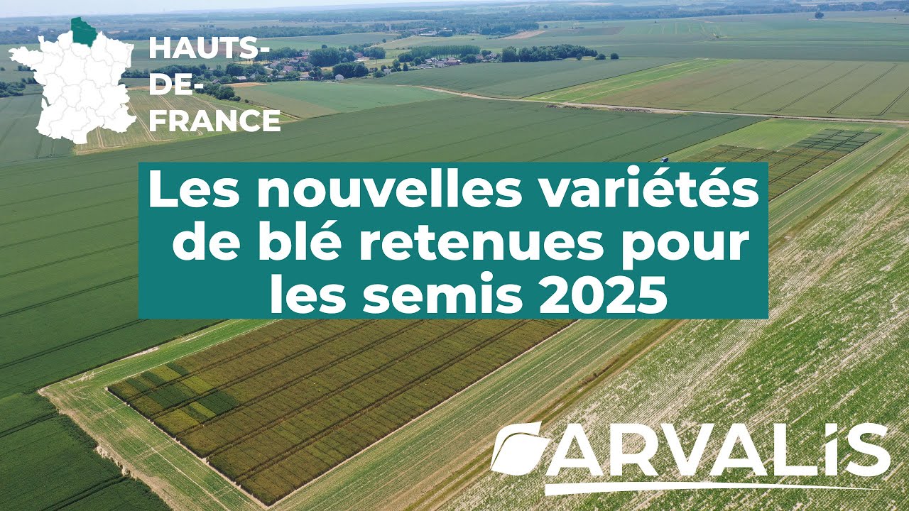 Hauts-de-France : les nouvelles variétés de blé à tester pour les semis 2025  - ARVALIS.fr