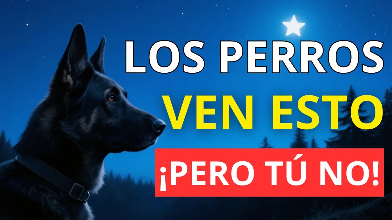 ¡14 Cosas EXTRAÑAS que SOLO los perros pueden ver y oír pero tú no!