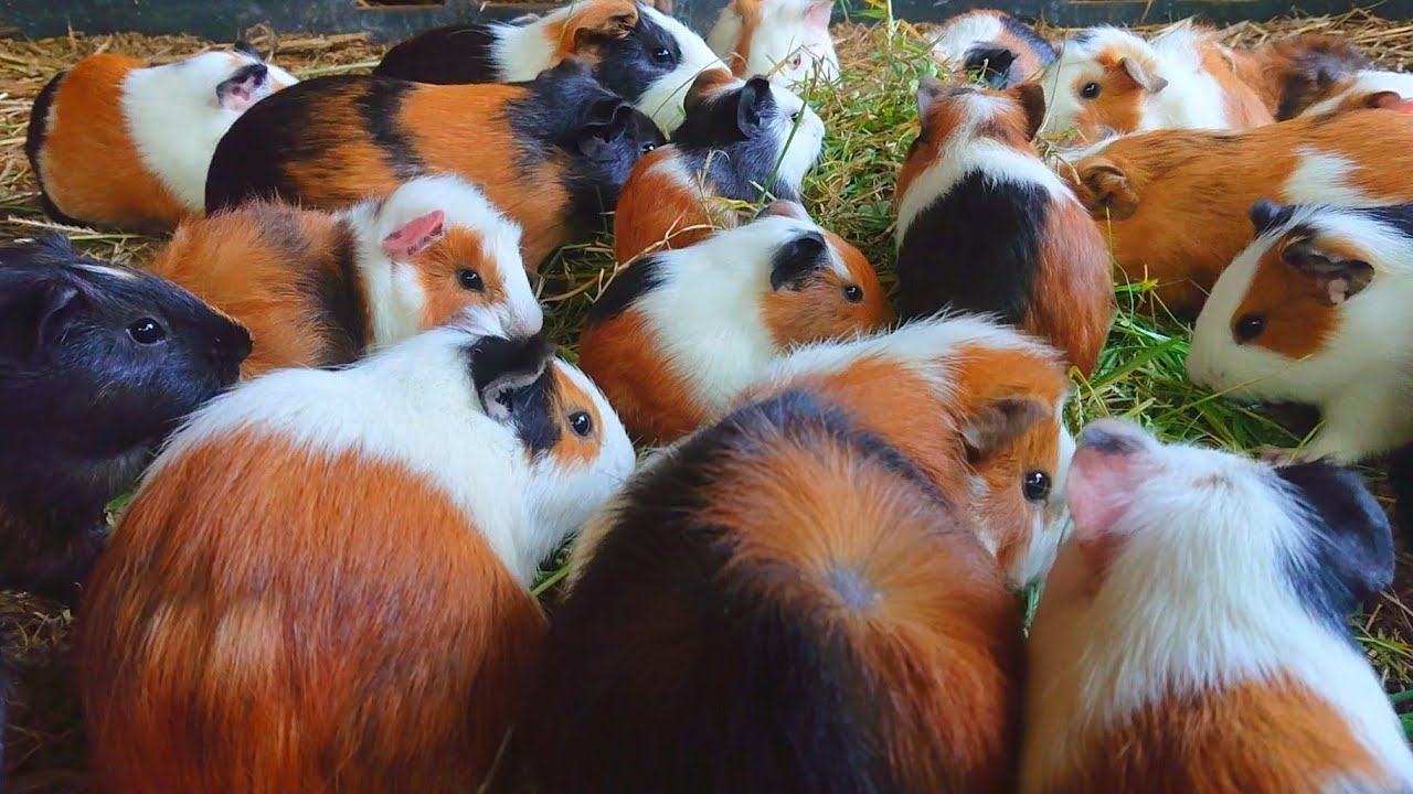 Guinea pig eating asmr, family of cute animals eating rams, guinea pig food, cutest Guinea pigs 