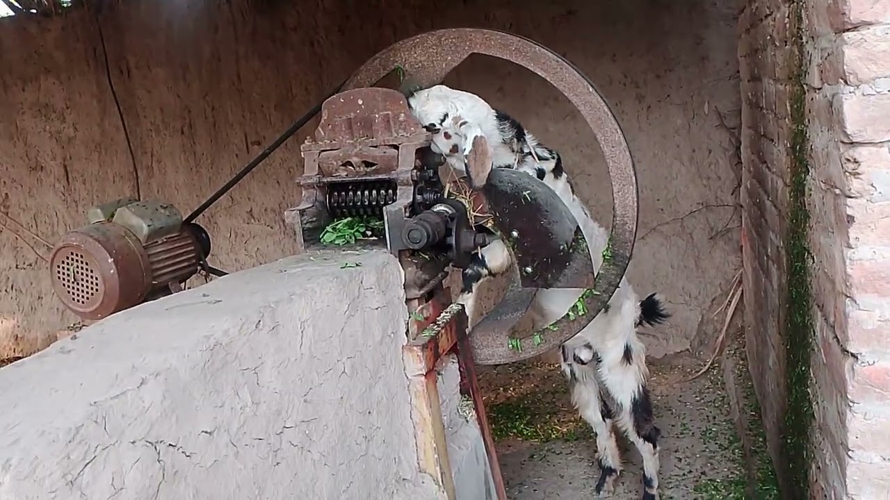 All animals at my home: goats 🐐 are eating grass, dog 🐕 is barking, ducks 🪿 are quacking, 