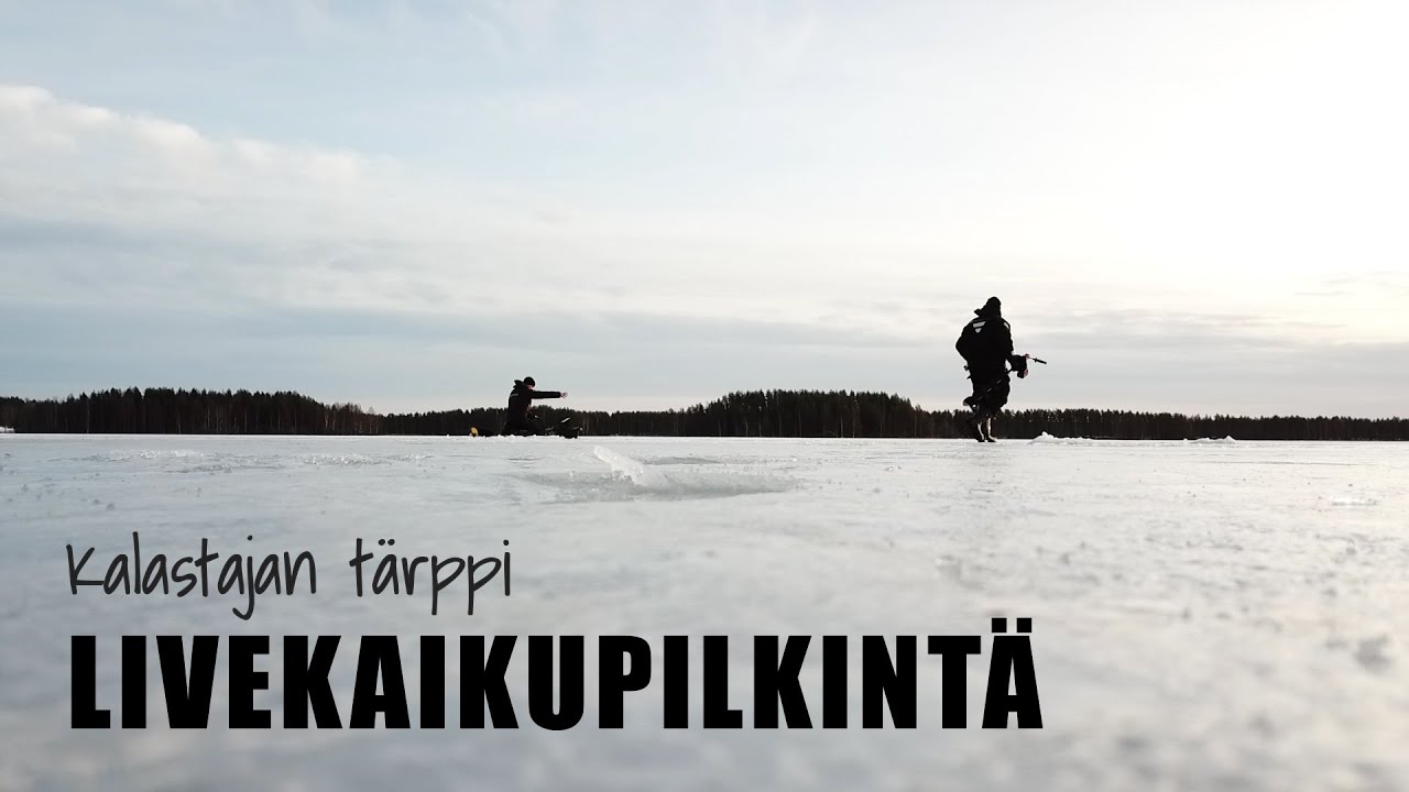 Miten pilkki&auml; tehokkaammin? Liveluotain pilkill&auml;!
