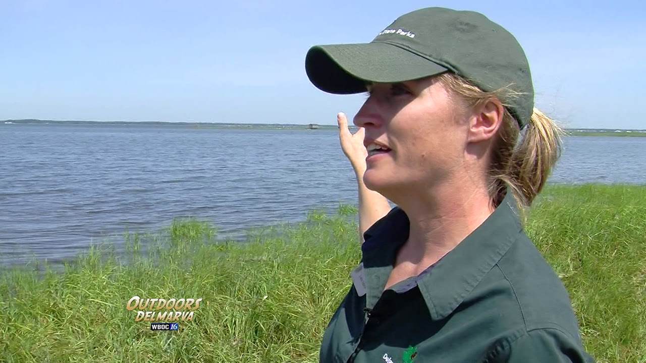 Outdoors Delmarva: Introduction to Kayaking at Delaware Seashore State Park