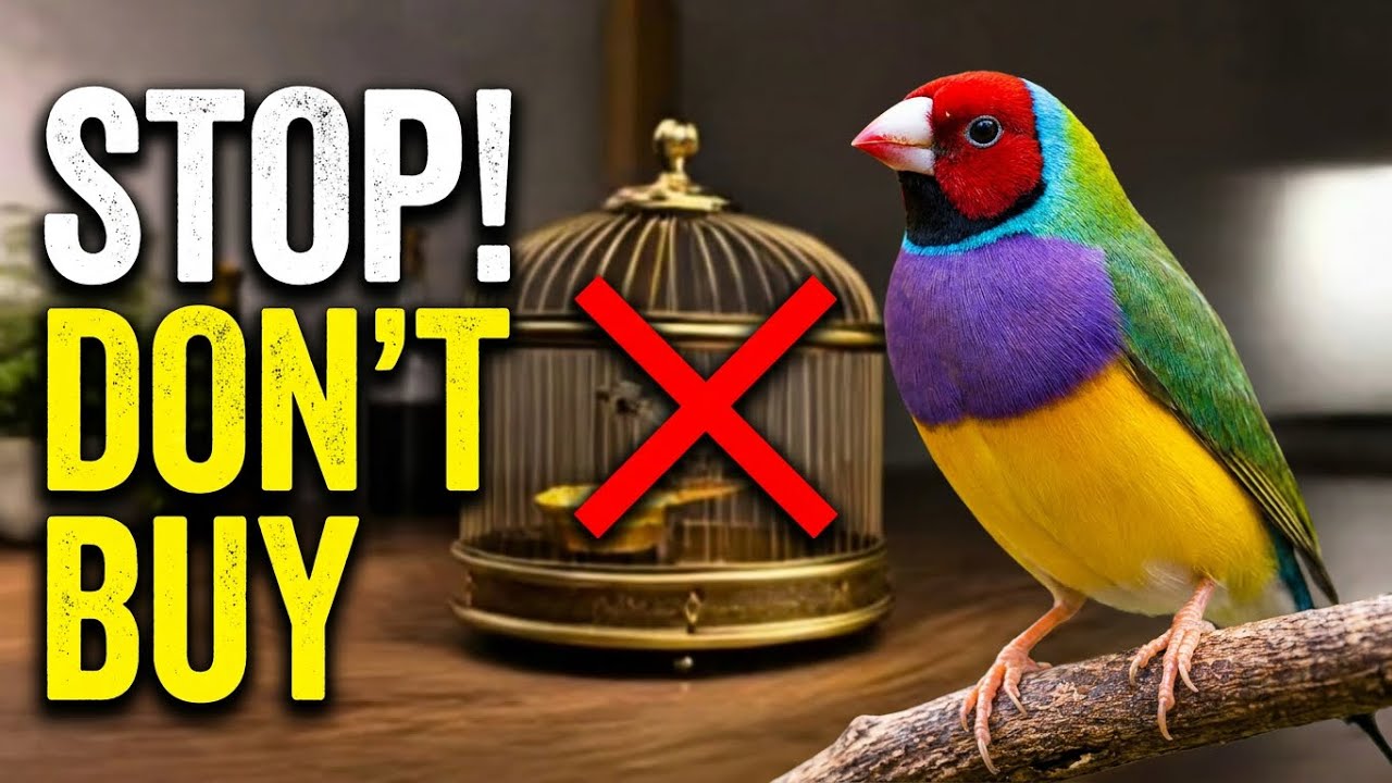 The Best Bird Cage - 3 Normal Mistakes!!