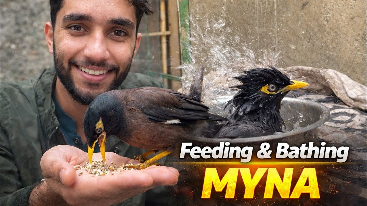 How To Feed & Bathe a Myna Bird | Complete Care Routine 🐦💦__#minivlog #Howtofeedmynabird_#viral 