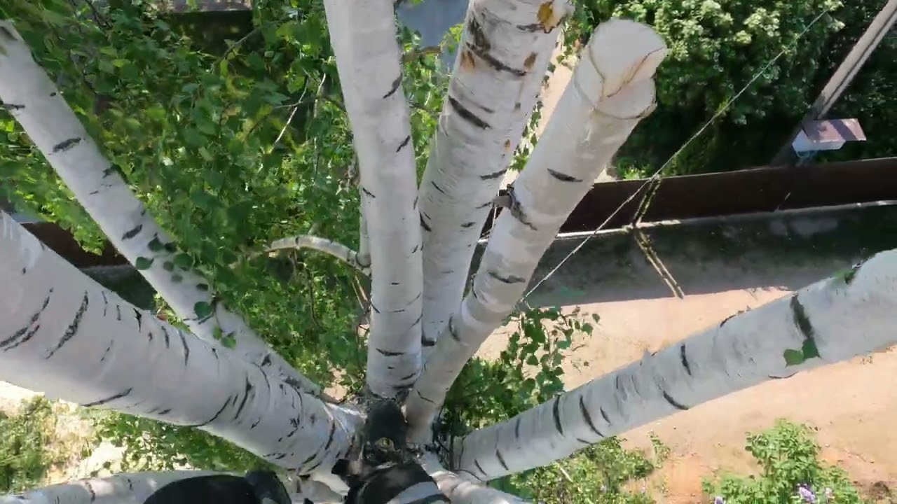 Арбористика‼️Удаление берез🌳рядом с домом и ЛЭП(arboristry‼️ removal of trees🌳near the house)