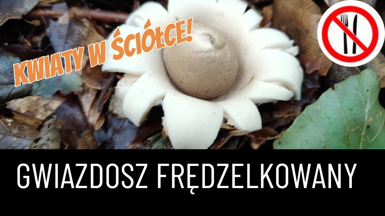Gwiazdosz frędzelkowany - jak kwiaty w ściółce!