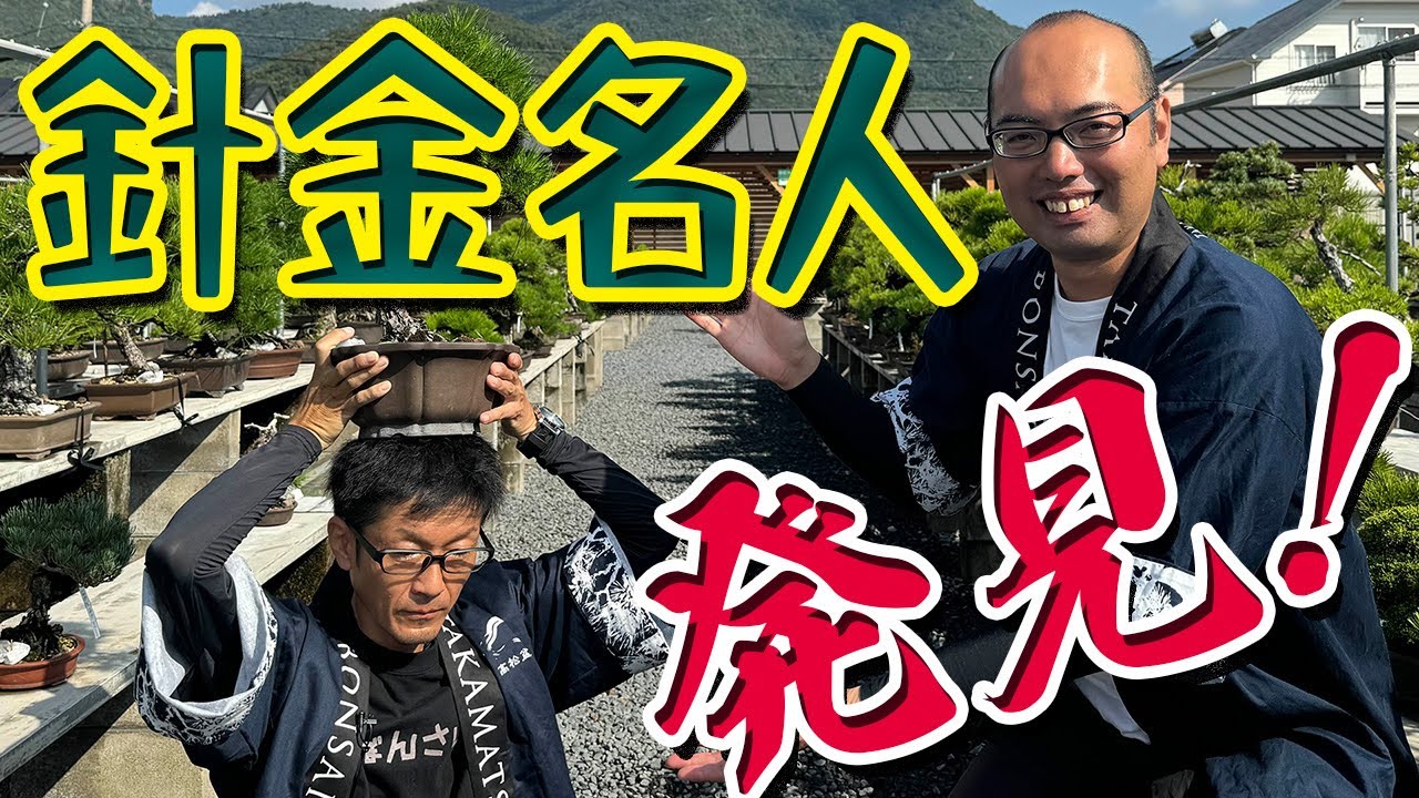 曲げる！針金掛けの名人が手がける魅力あふれる黒松と赤松を発見【高松盆栽の郷】