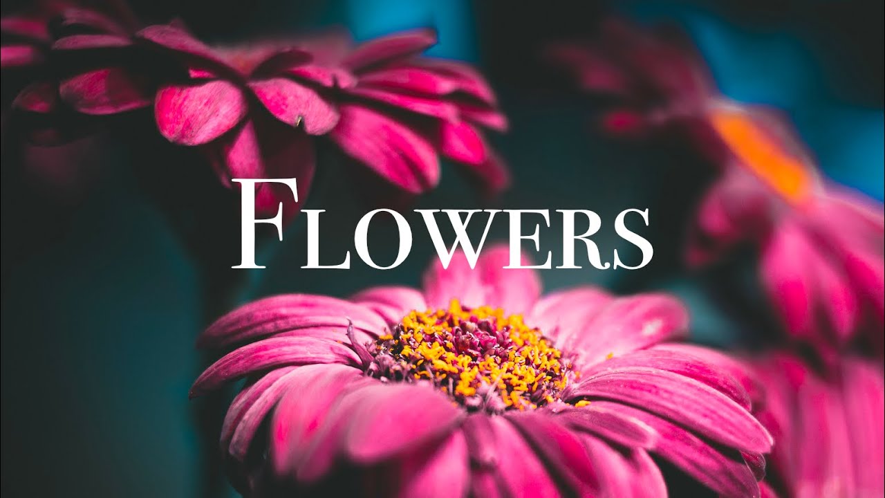 Flower Stock Footage | No Copyright Nature Shots | Royalty free flower shots | free stock videos