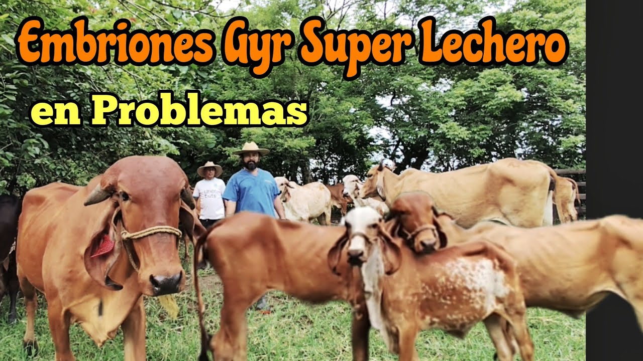 Visité un Proyecto con Embriones Gyr de Lujo… ¡Pero Están Bajando de Peso!!