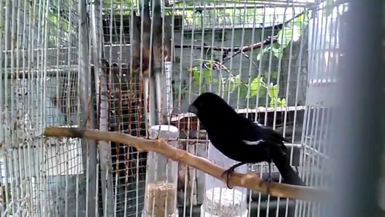 Criando negritos... Breeding cubanbullfinch...Melopyrrha nigra