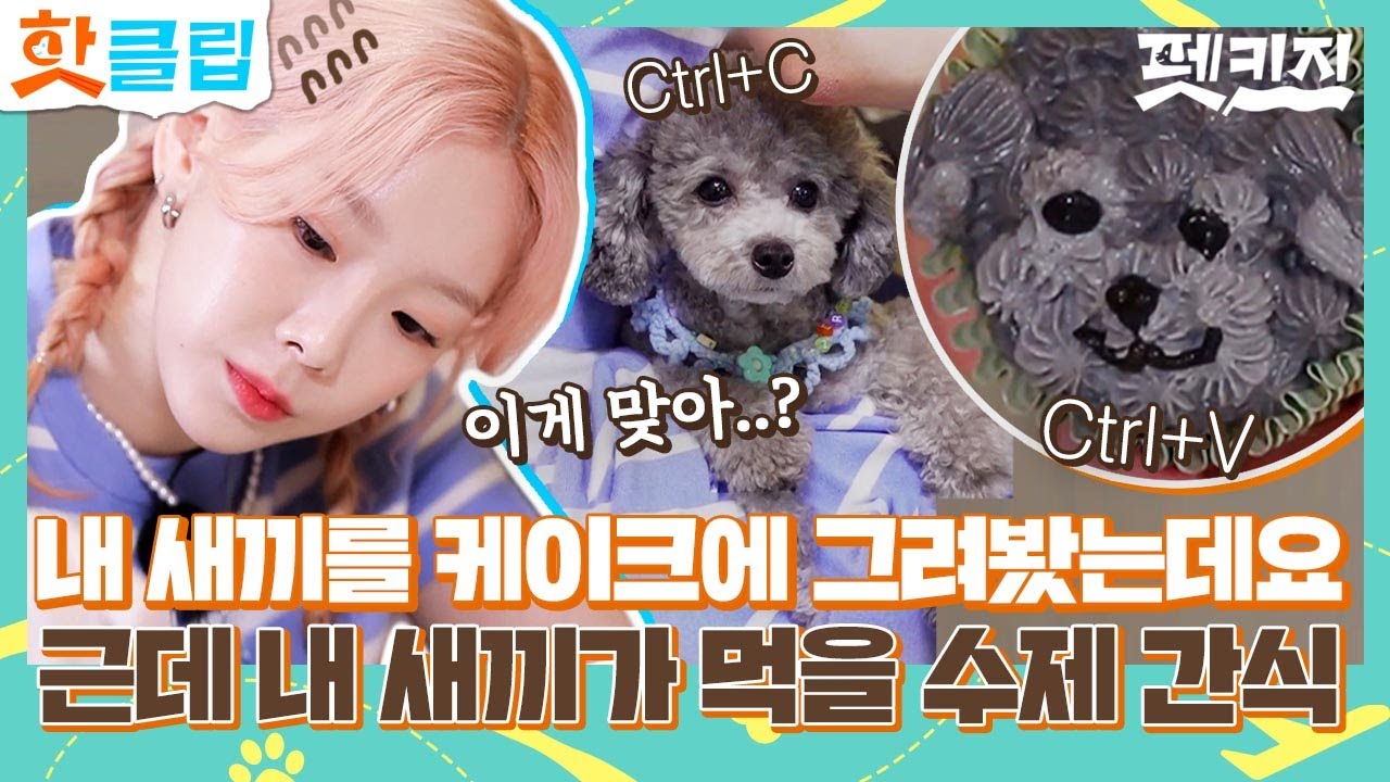 ♨핫클립♨ 울 댕댕이랑 싱크로율 100%💕 세상에 하나밖에 없는 반려견 수제 간식 만들기부터 멍풀장 카페까지💨｜펫키지｜JTBC 210916 방송