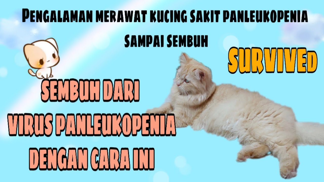 SURVIVE VIRUS PANLEUKOPENIA PADA KUCING