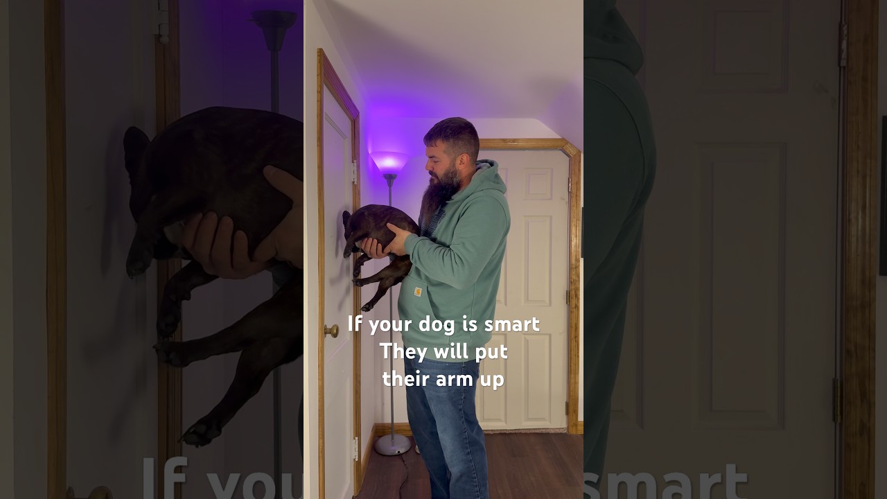 We Tried the Dog Wall Challenge…I’m SHOCKED!