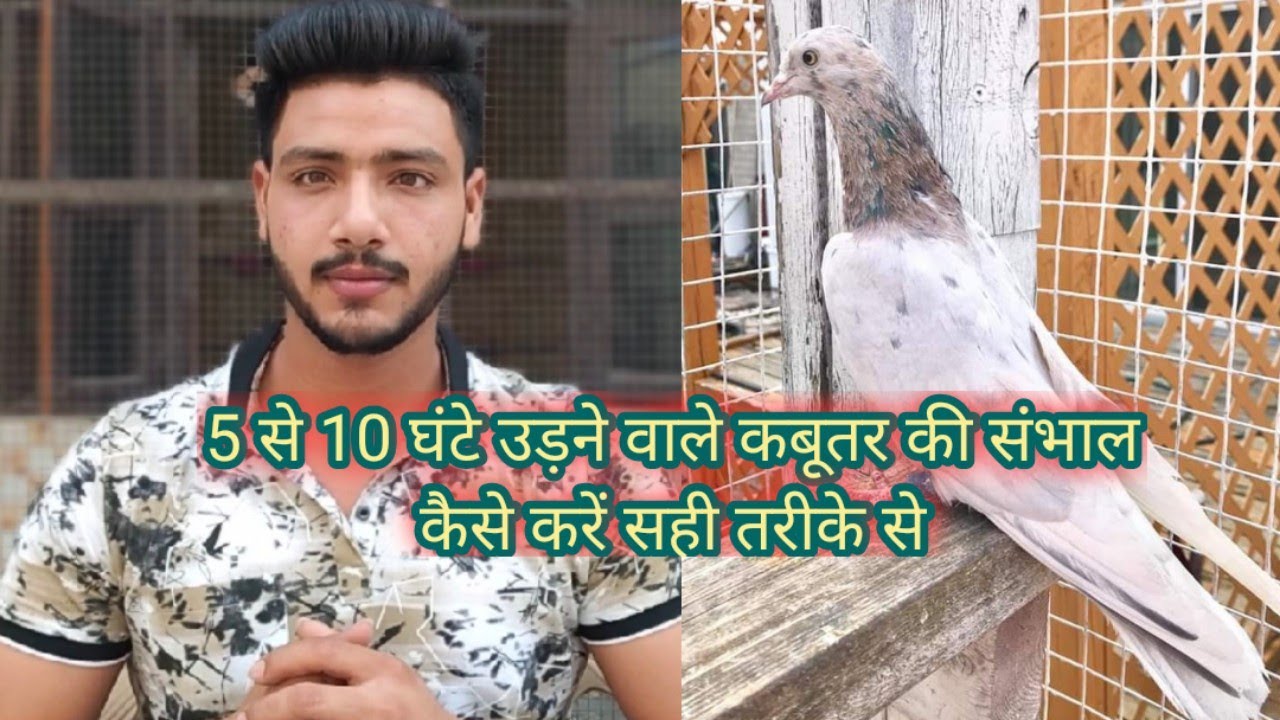 5 SE 10 GHANTE UDANE WALE KABOOTAR KI SAMBHAL ( KABOOTARBAZI )