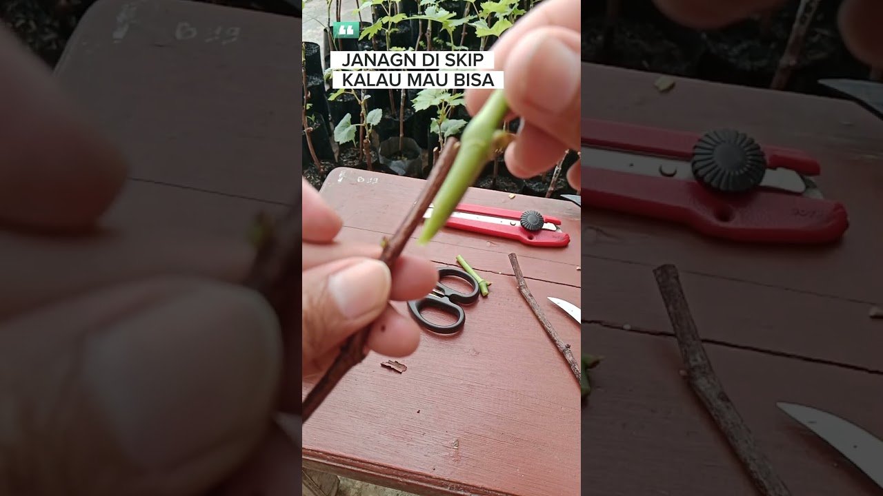 Cara grafting anggur  import 100% sukses