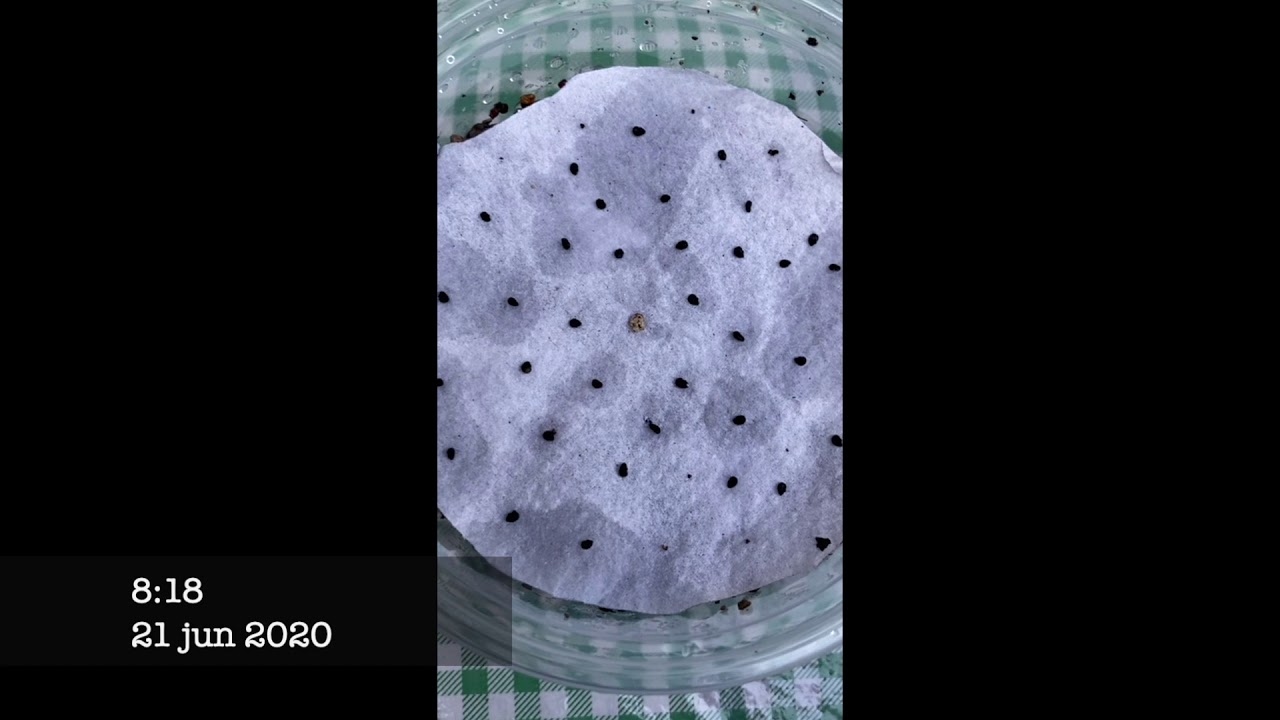 Germinando semillas de Cactus