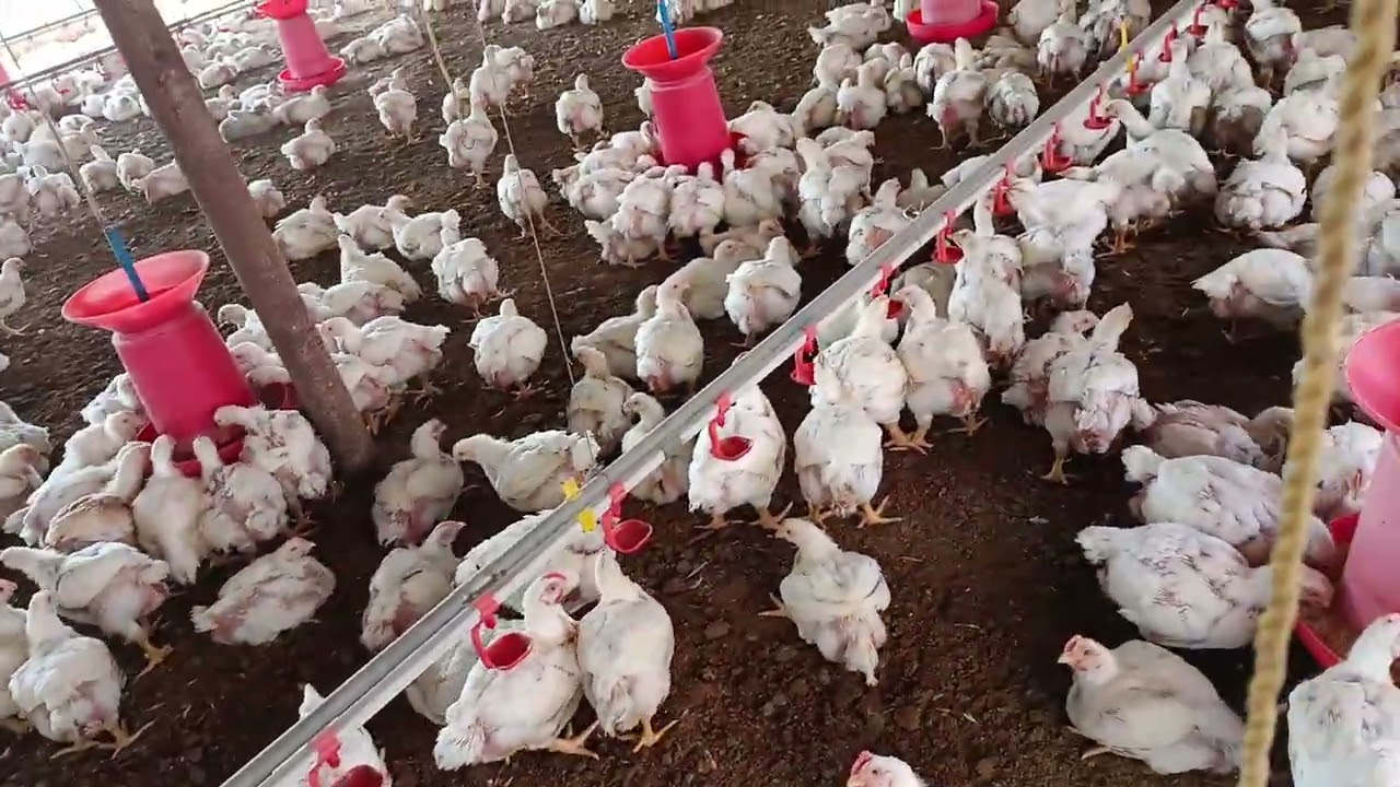 हर एक दिन पोल्ट्री फॉर्म में क्या-क्या करना चाहिए /har ek din poultry form mein kya-kya karna chahie