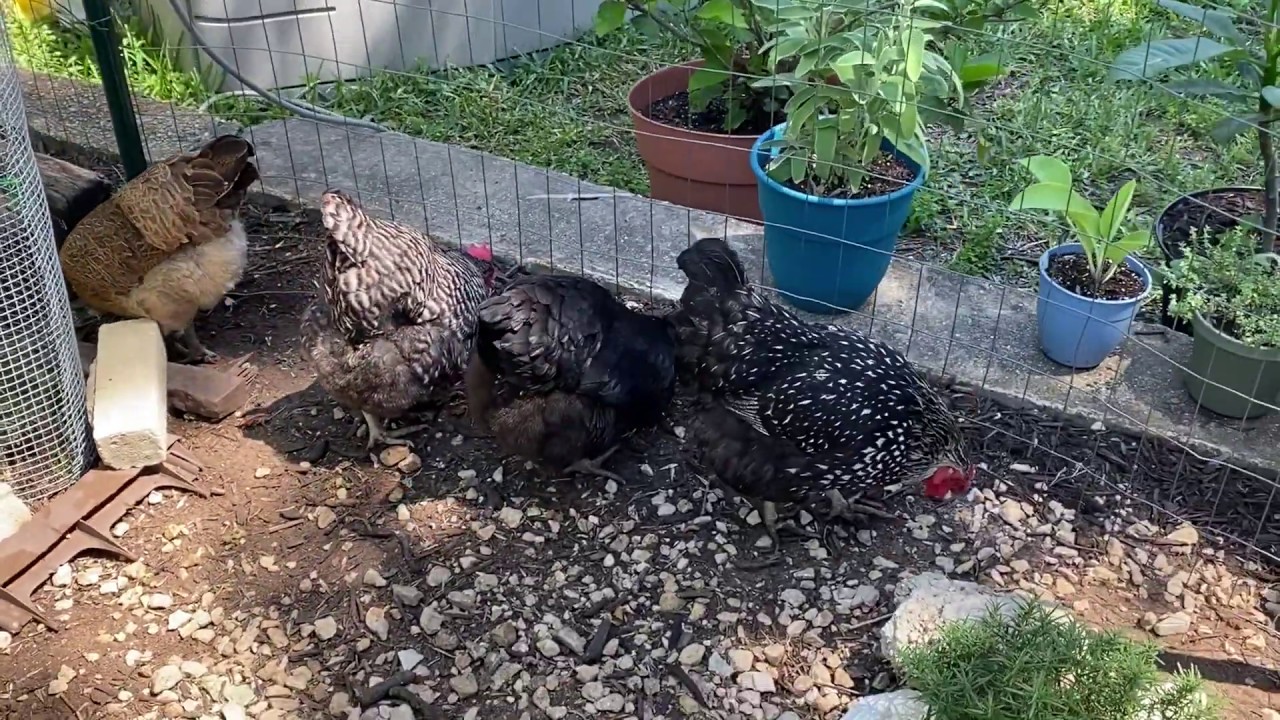 Chicken Breed Observations - Barred Rock