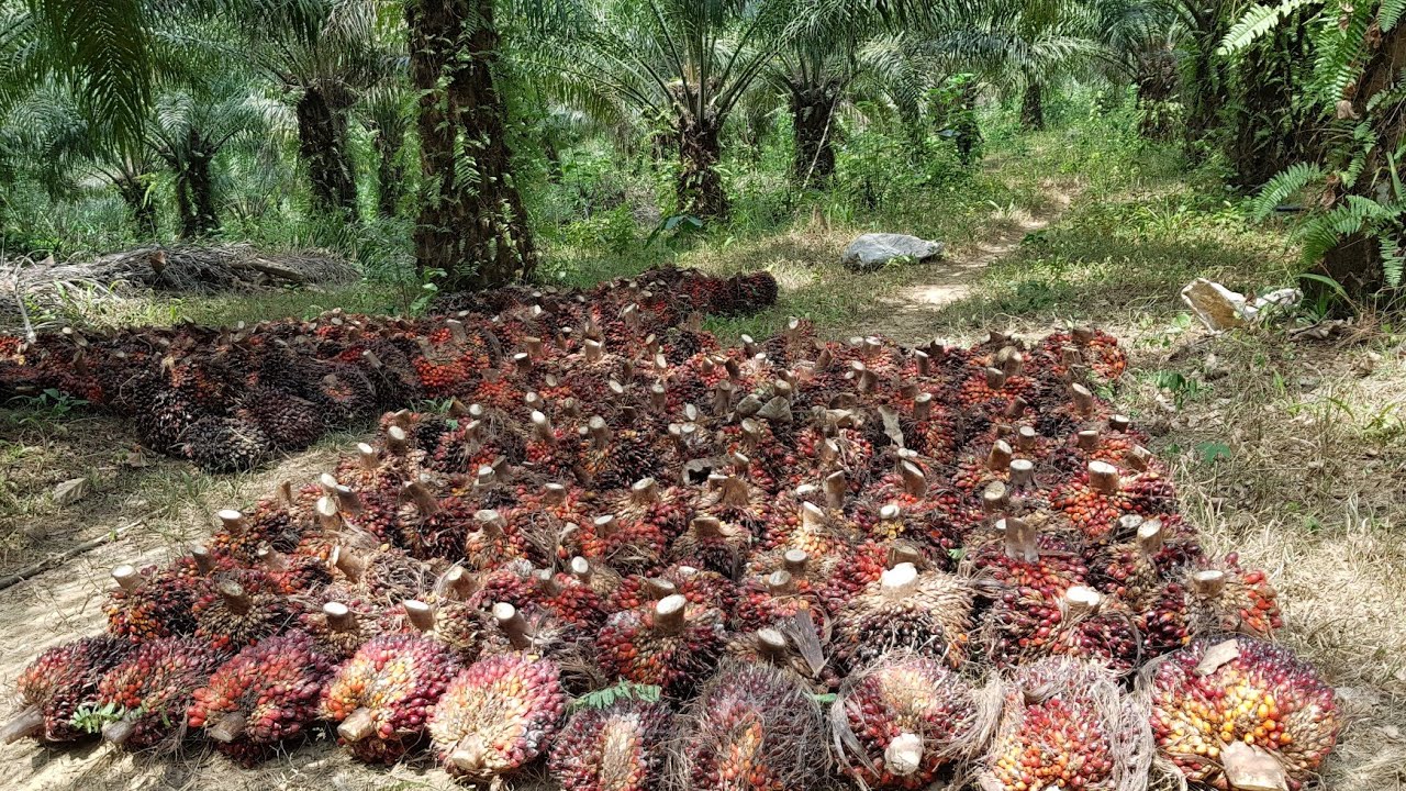 Début des récoltes des noix de palme : voici comment se passe les récoltes , premier jour de récolte