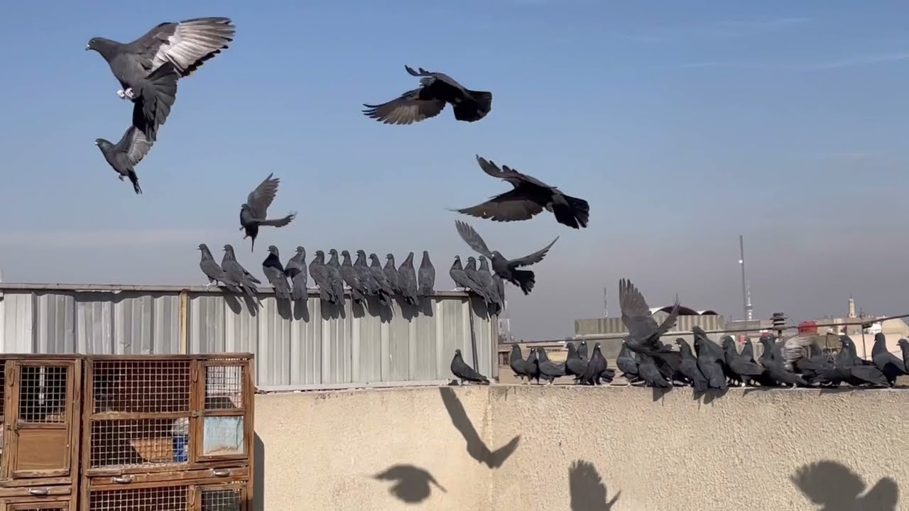 خوش صيد اليوم وشتريت خوش كومه