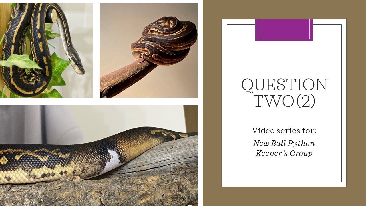 Ask Lori Question Two (2) Re: Snake Always Hides